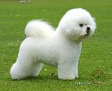 Bichon Frise 9F86D-06